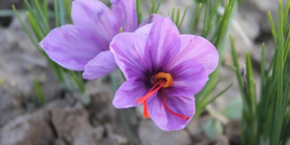 The Benefits of Saffron No.1...lowering of the blood pressure Eco